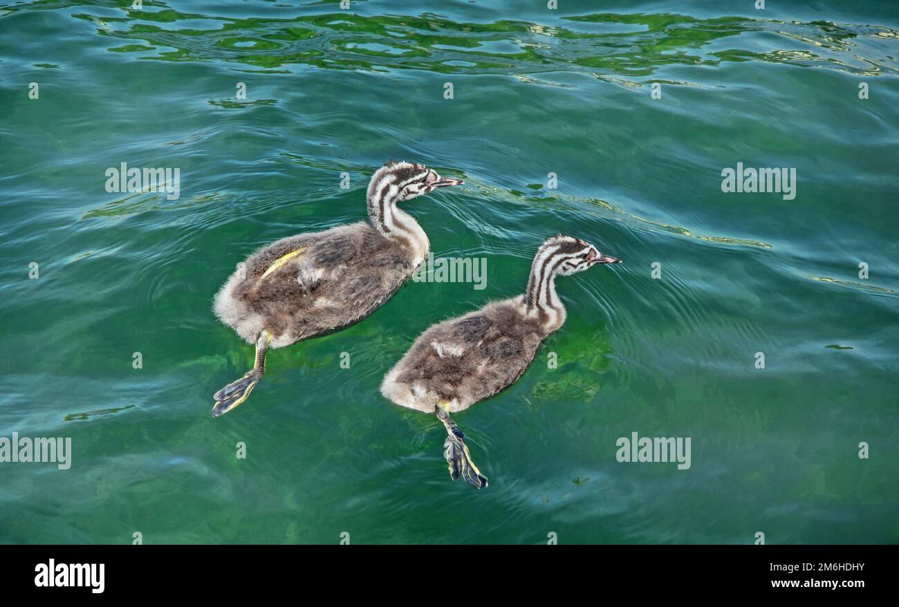 Grand Grebe à crête 'Podiceps cristatus' jeunes oiseaux Banque D'Images