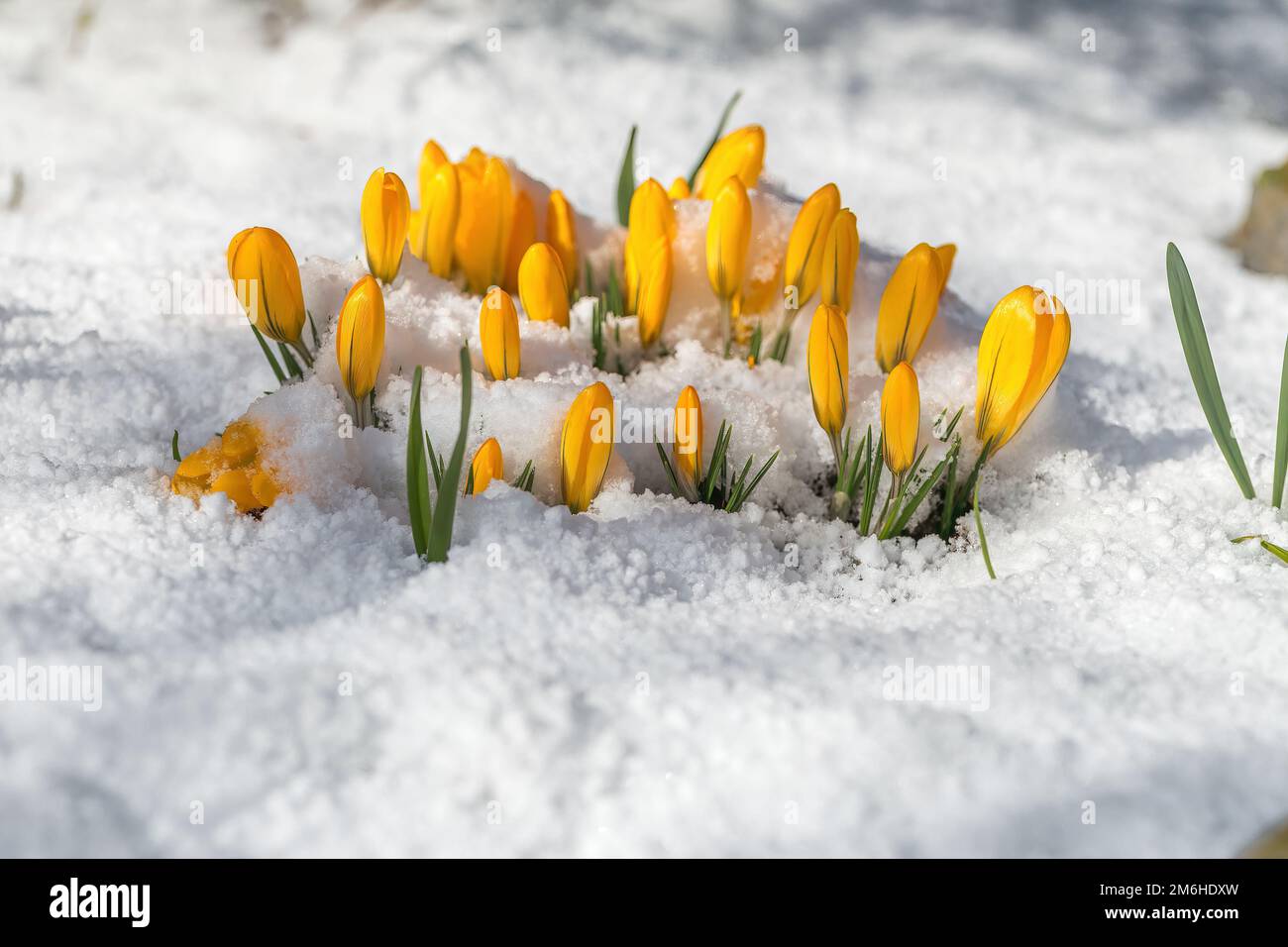 Le crocus fleurit dans la neige Banque D'Images