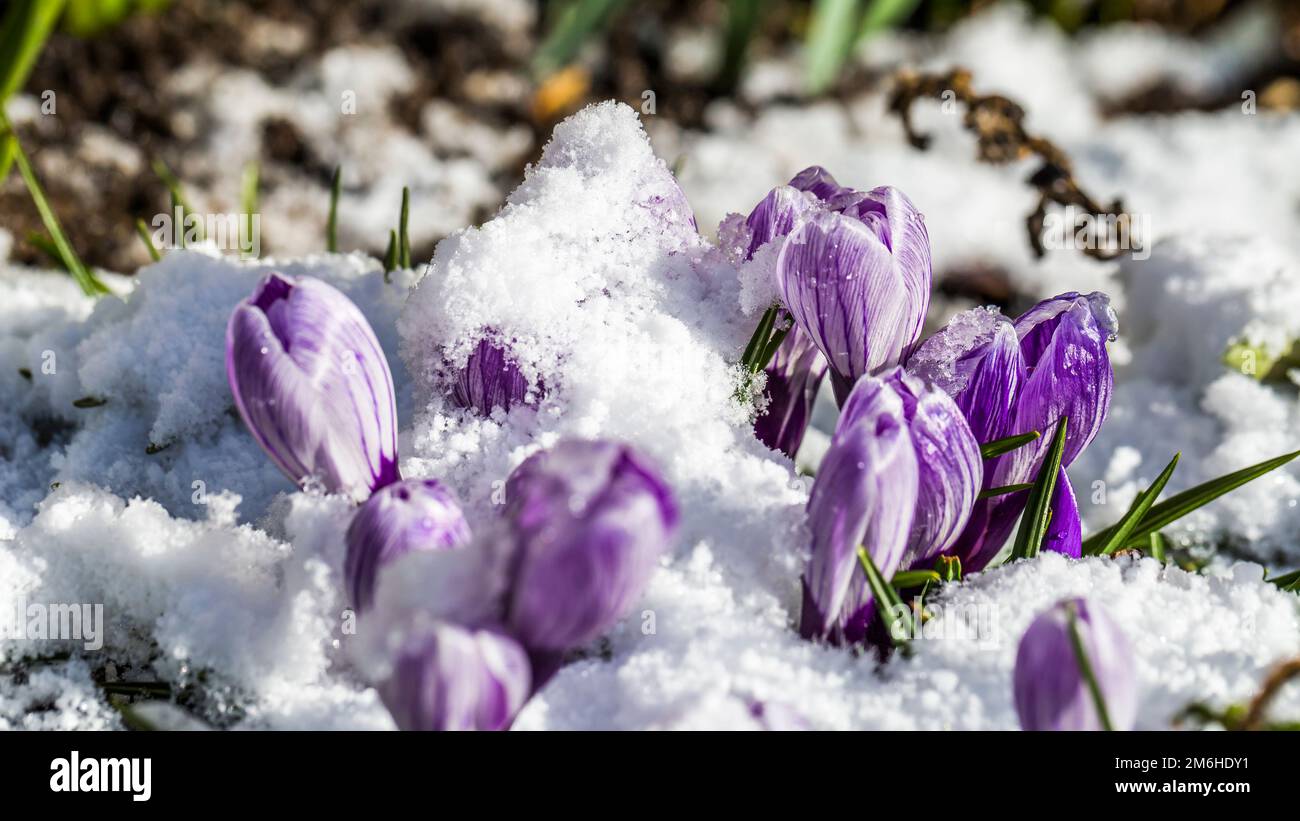Le crocus fleurit dans la neige Banque D'Images