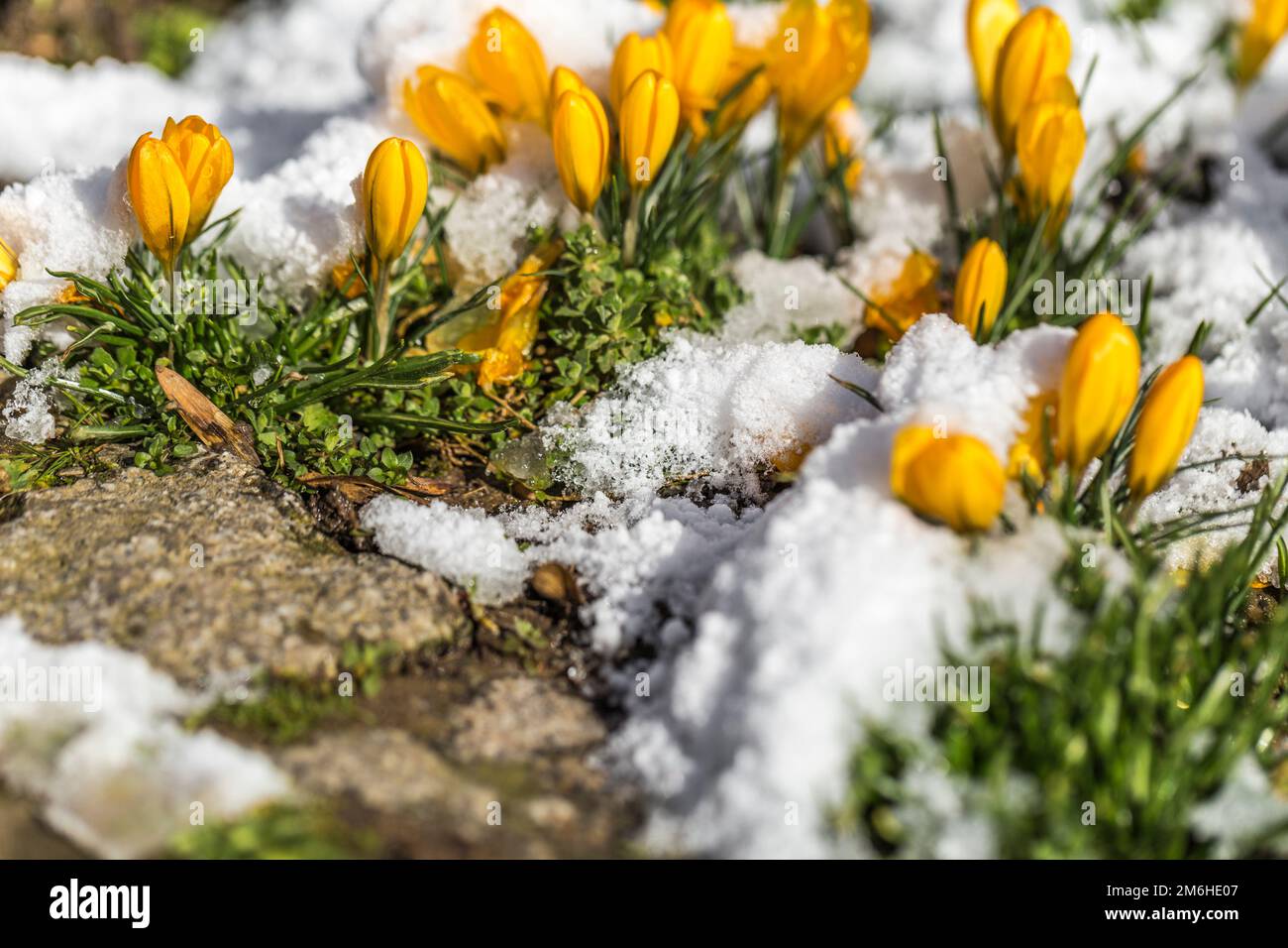 Le crocus fleurit dans la neige Banque D'Images