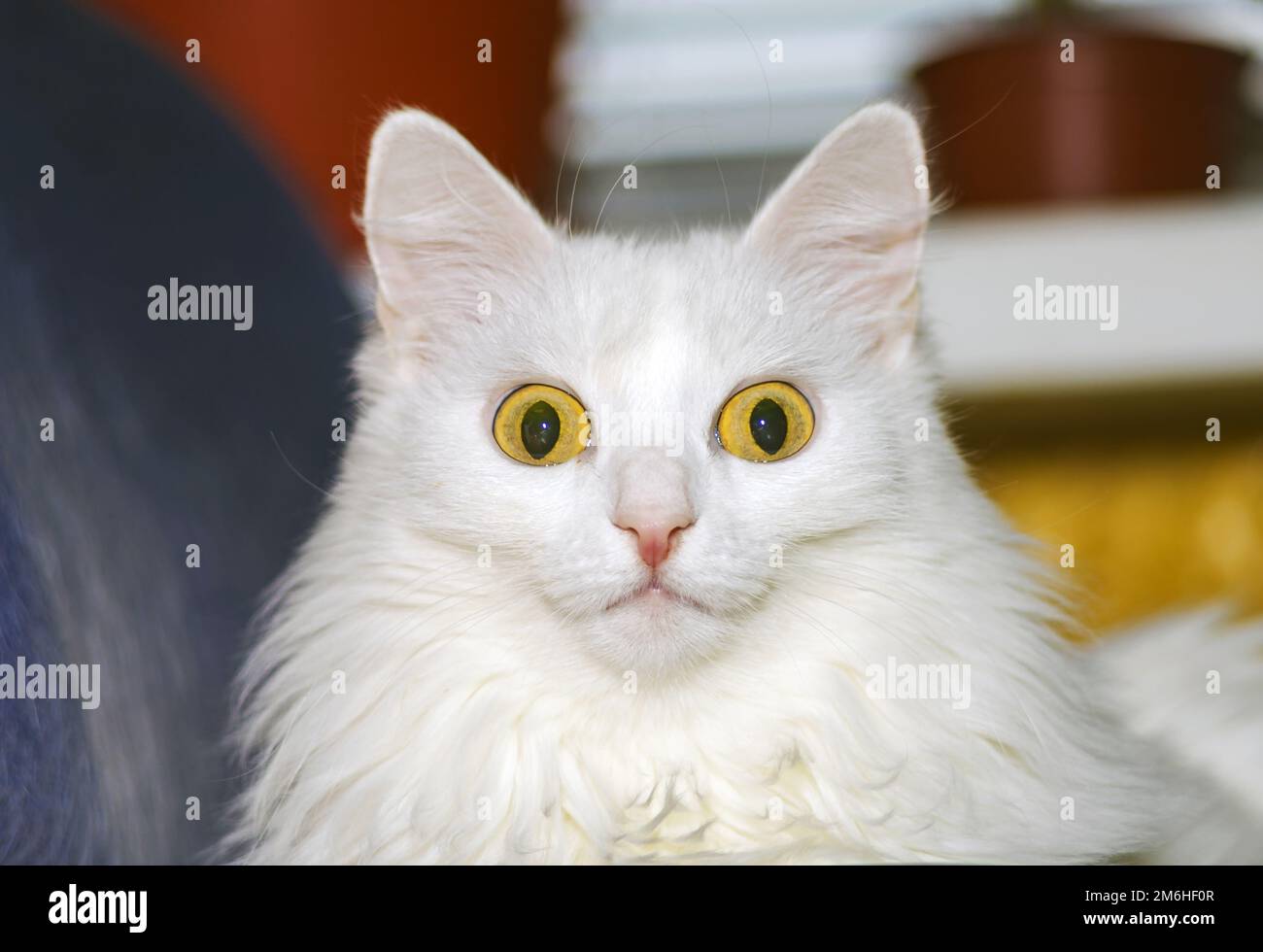 Un chat d'angora turc aux cheveux longs regarde dans l'appareil photo Banque D'Images