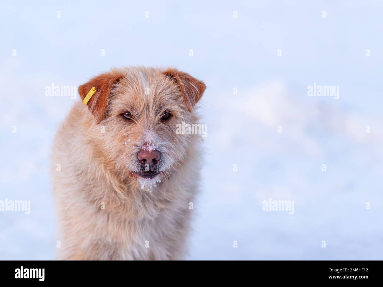Un chien errant en hiver.Portrait d'un grand chien errant de race mixte Banque D'Images