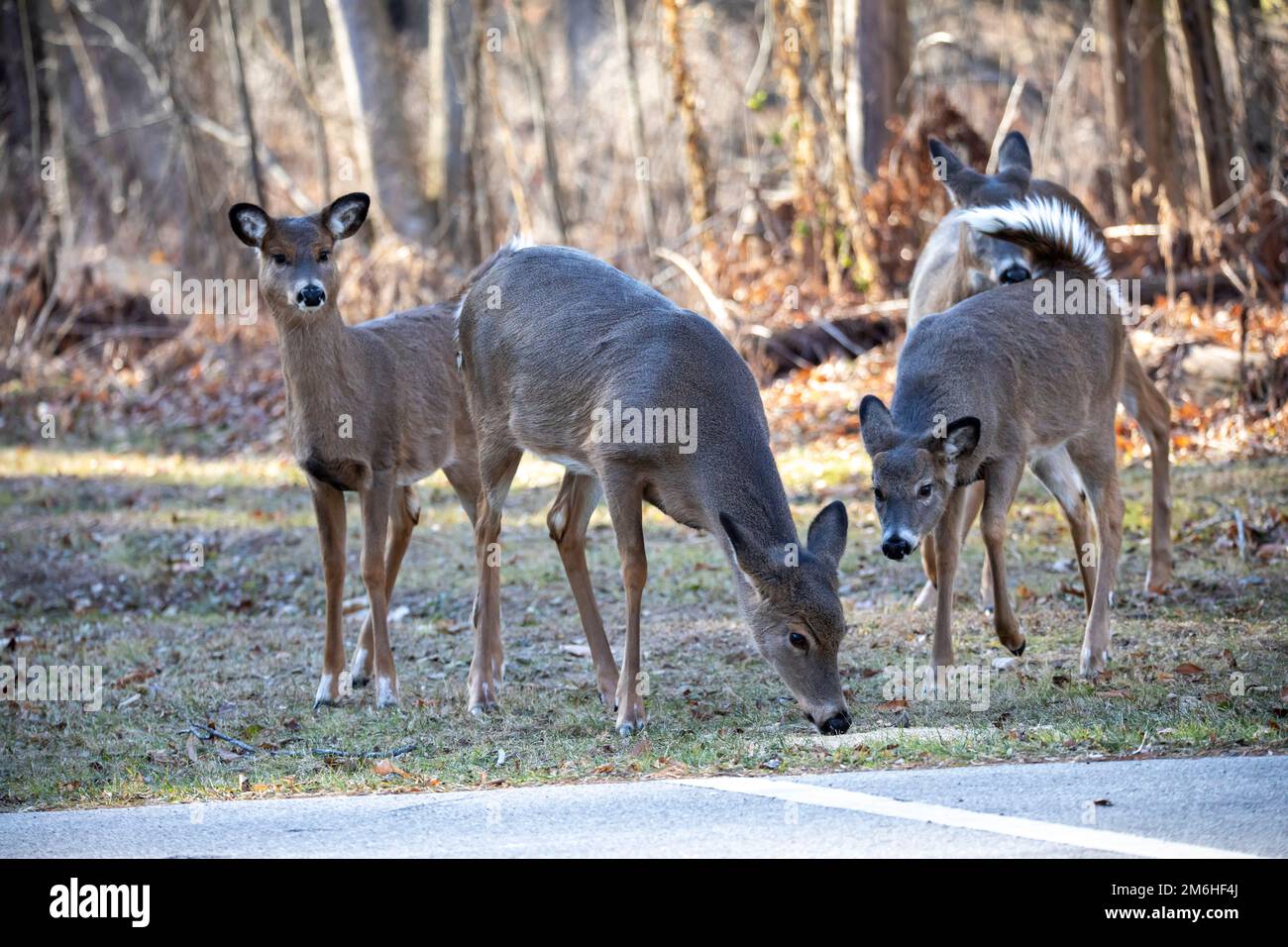 Le cerf de Virginie (Odocoileus virginianus) Banque D'Images