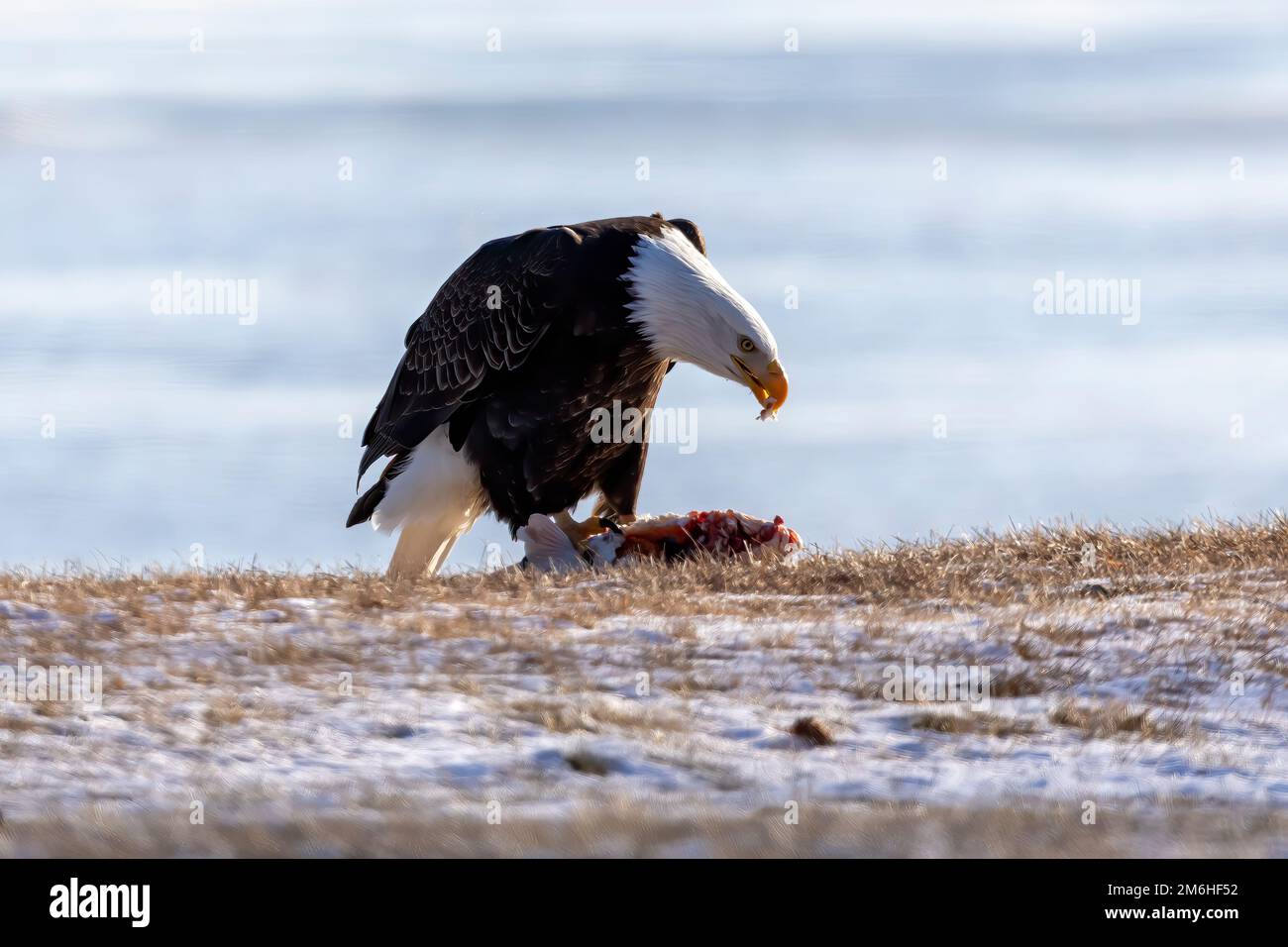 Le pygargue à tête blanche Banque D'Images