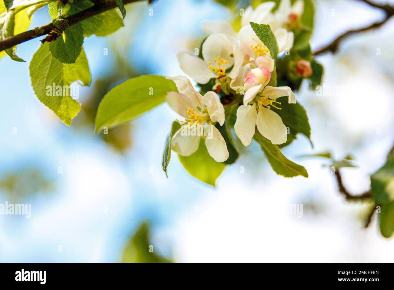 Belles fleurs de pomme blanche au printemps. Arrière-plan avec pommier à fleurs. Jardin ou parc fleuri naturel et source d'inspiration. Motif fleurs. Mise au point sélective Banque D'Images