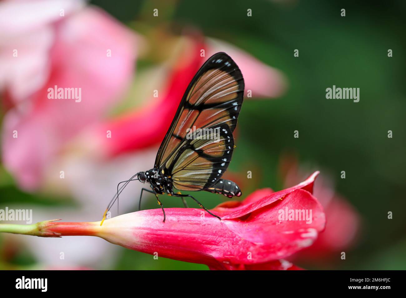 Portrait d'un papillon tropical sur une plante. Banque D'Images