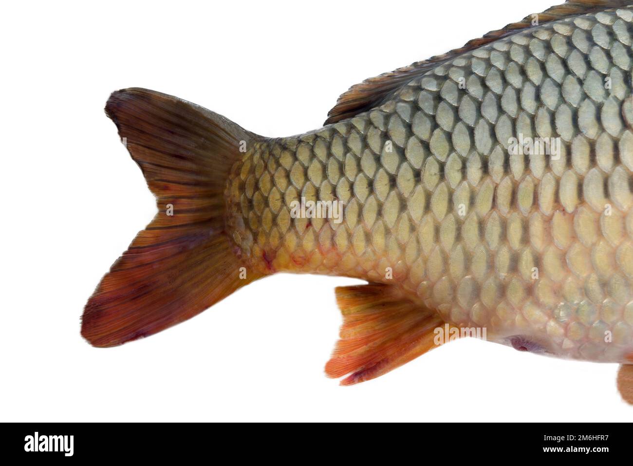 Prise de poisson flottant Banque de photographies et d’images à haute résolution Alamy