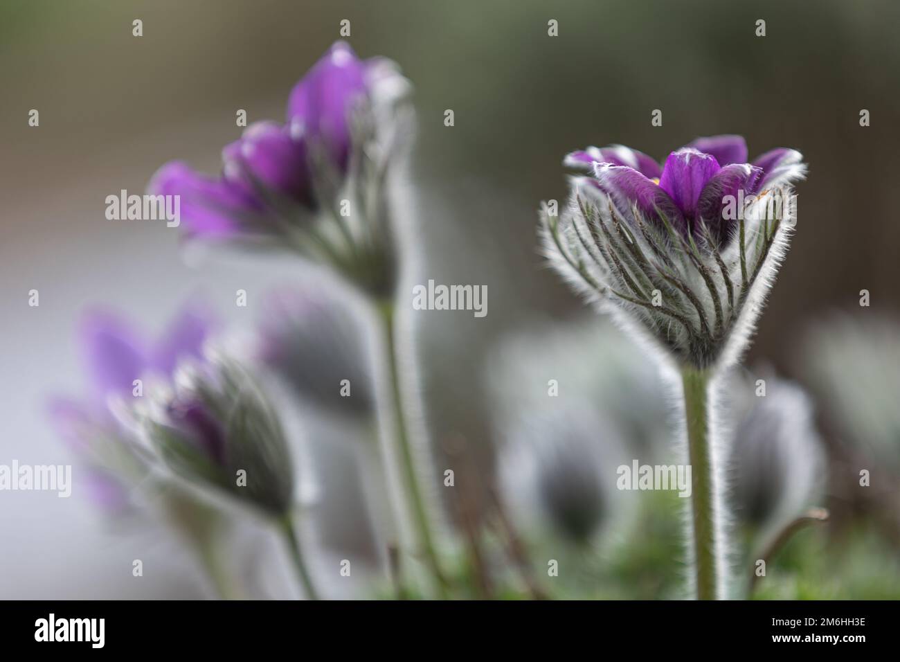 gros plan d'une fleur de paqueflower pourpre (pulsatilla vulgaris) avec des fleurs floues en arrière-plan Banque D'Images
