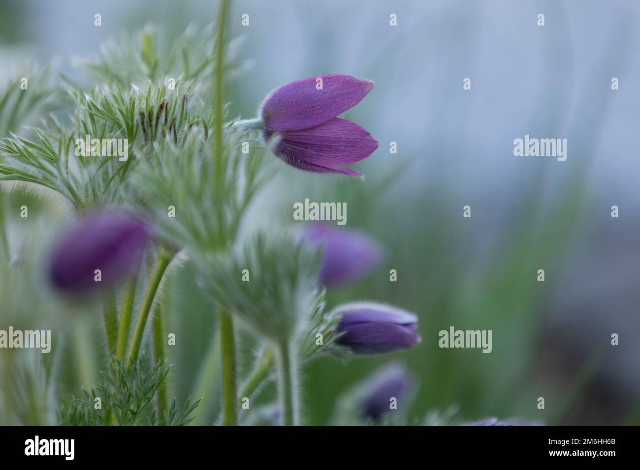 gros plan d'une fleur de paqueflower pourpre (pulsatilla vulgaris) avec un premier plan et un arrière-plan flous Banque D'Images