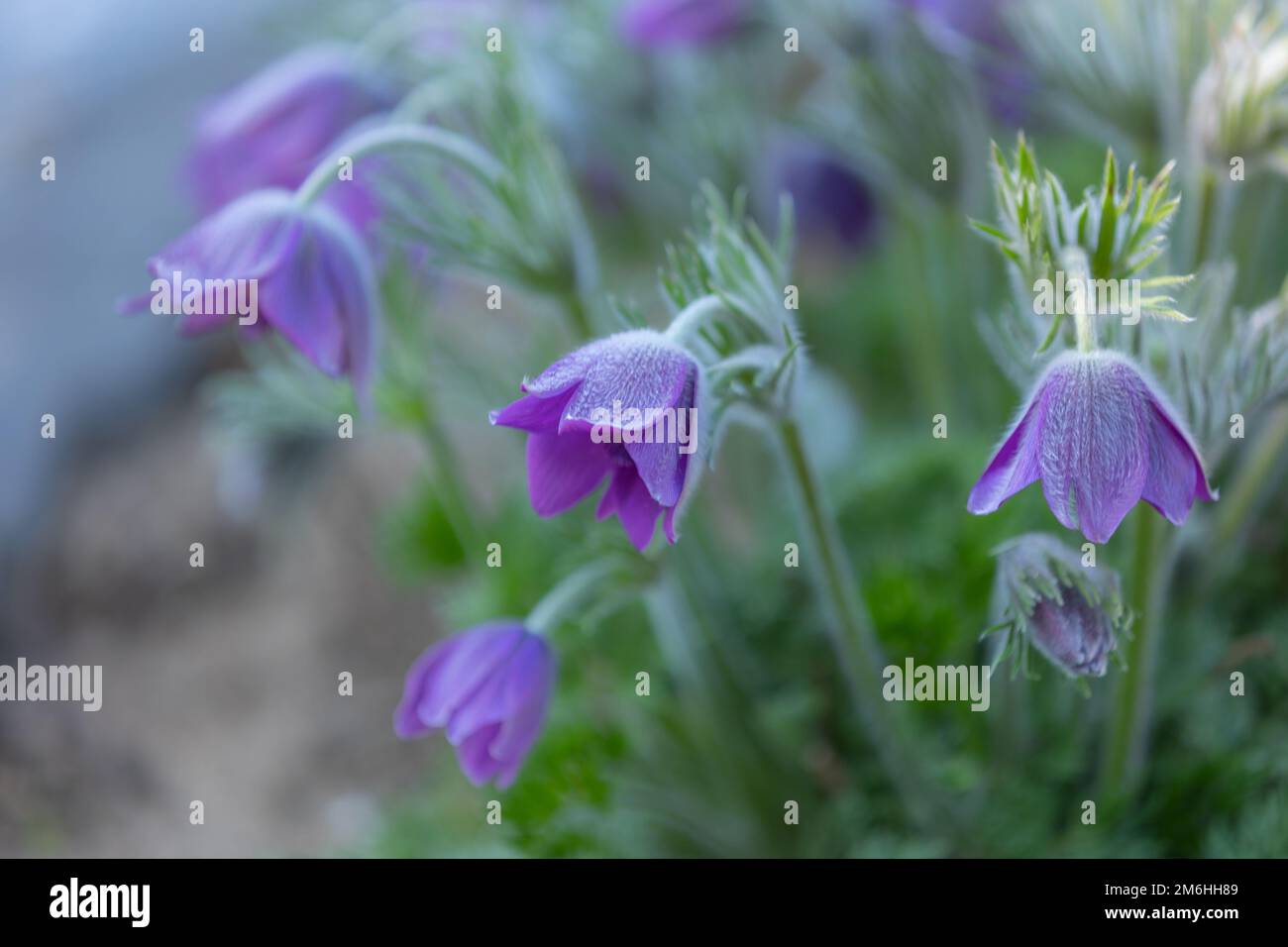 gros plan de fleurs de pasqueflower pourpres (pulsatilla vulgaris) avec fond flou Banque D'Images