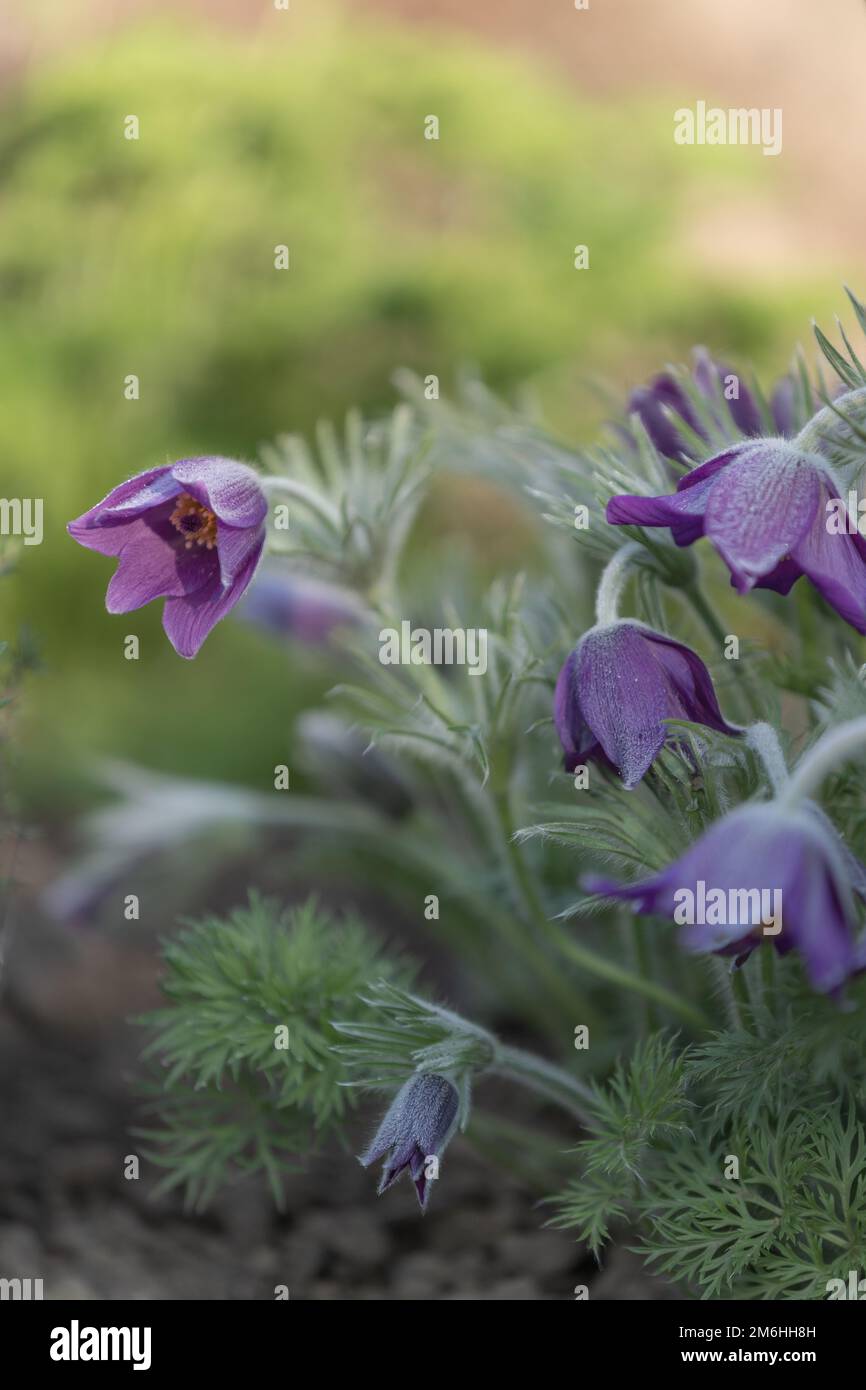 gros plan d'une fleur de paqueflower violet foncé (pulsatilla vulgaris) avec un arrière-plan flou Banque D'Images