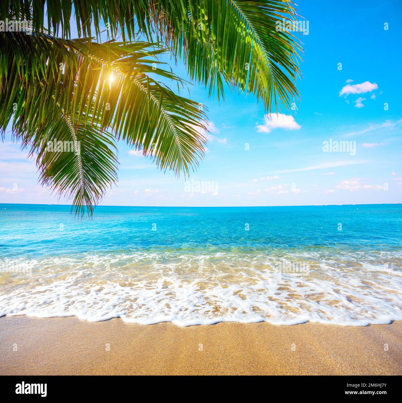 Plage tropicale avec cocotier Banque D'Images