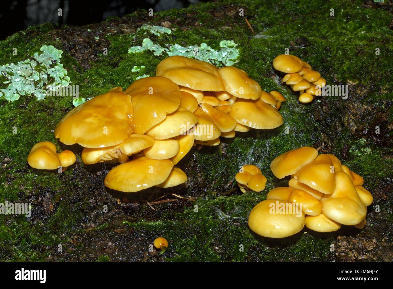 On trouve des flammulina velutipes (queue de velours) en Europe et en Amérique du Nord, qui poussent sur des souches et des troncs de feuillus morts. C'est une espèce comestible. Banque D'Images
