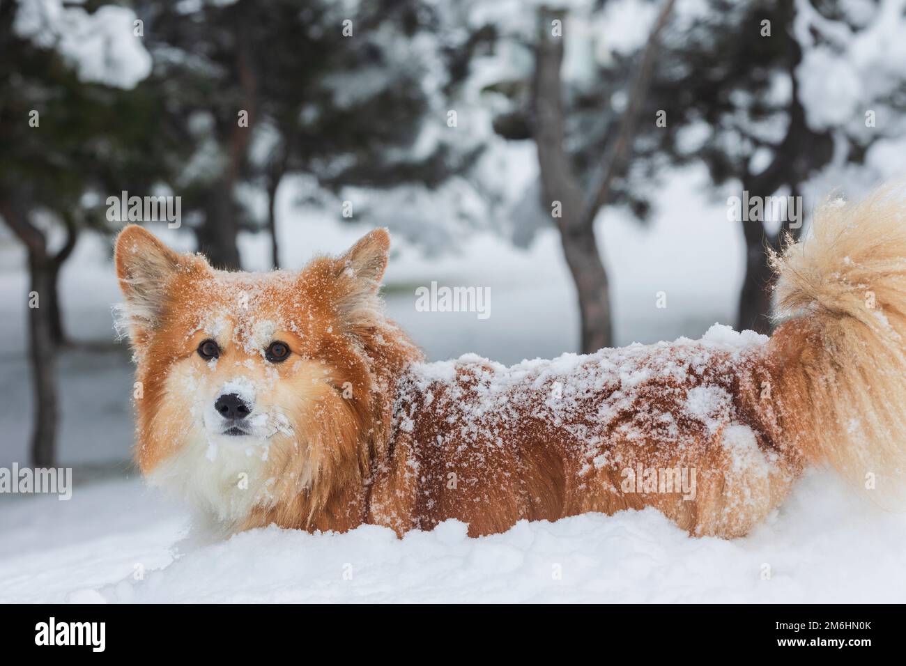 magnifique chien de corgi dans la neige. un hiver amusant Banque D'Images