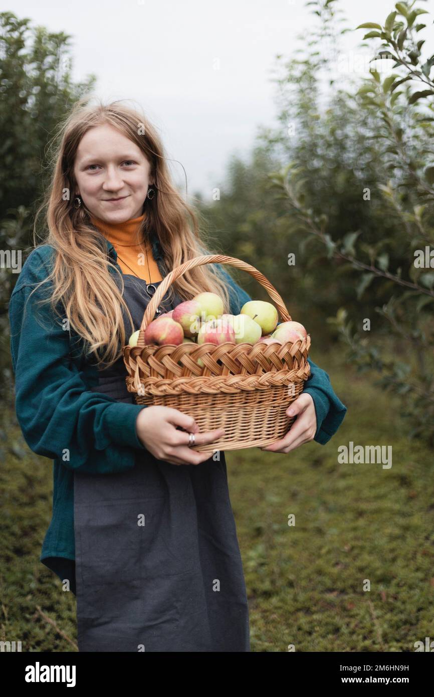 récolte de pommes et esthétique rurale. un panier de pommes et une main de filles avec une pomme Banque D'Images