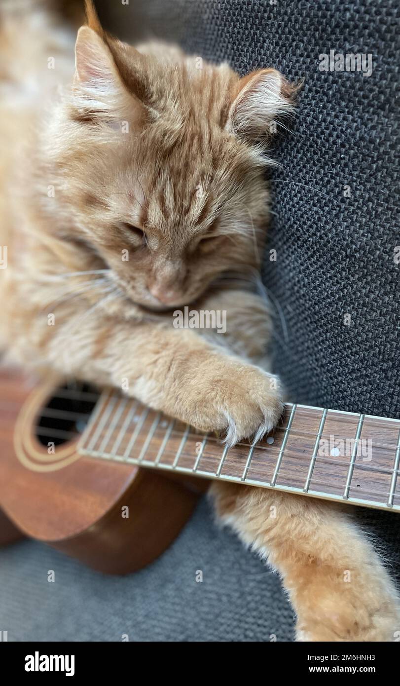 Cat is playing guitar Banque de photographies et d'images à haute  résolution - Alamy