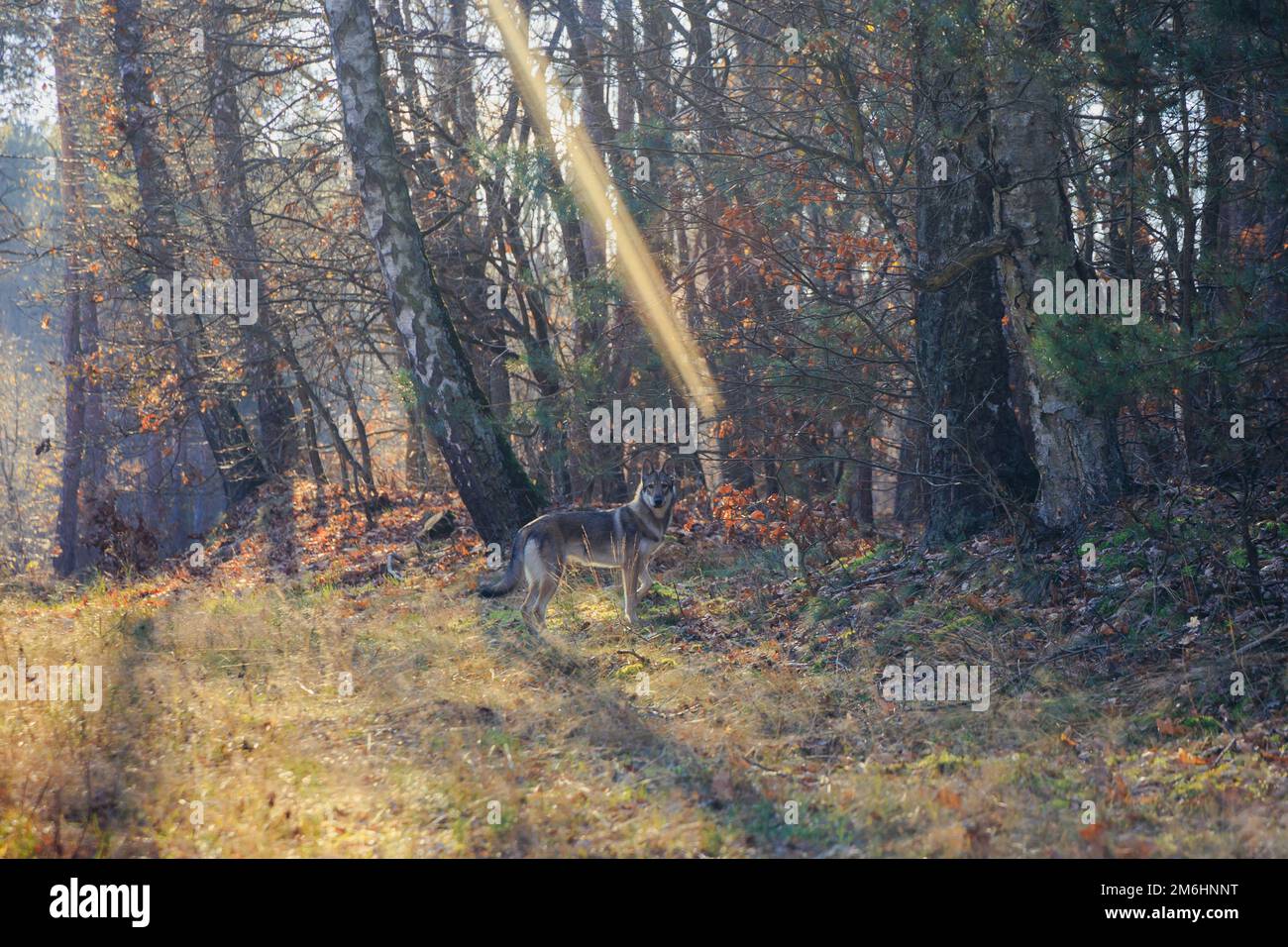Chien tamasan dans une forêt pendant l'automne en Pologne Banque D'Images