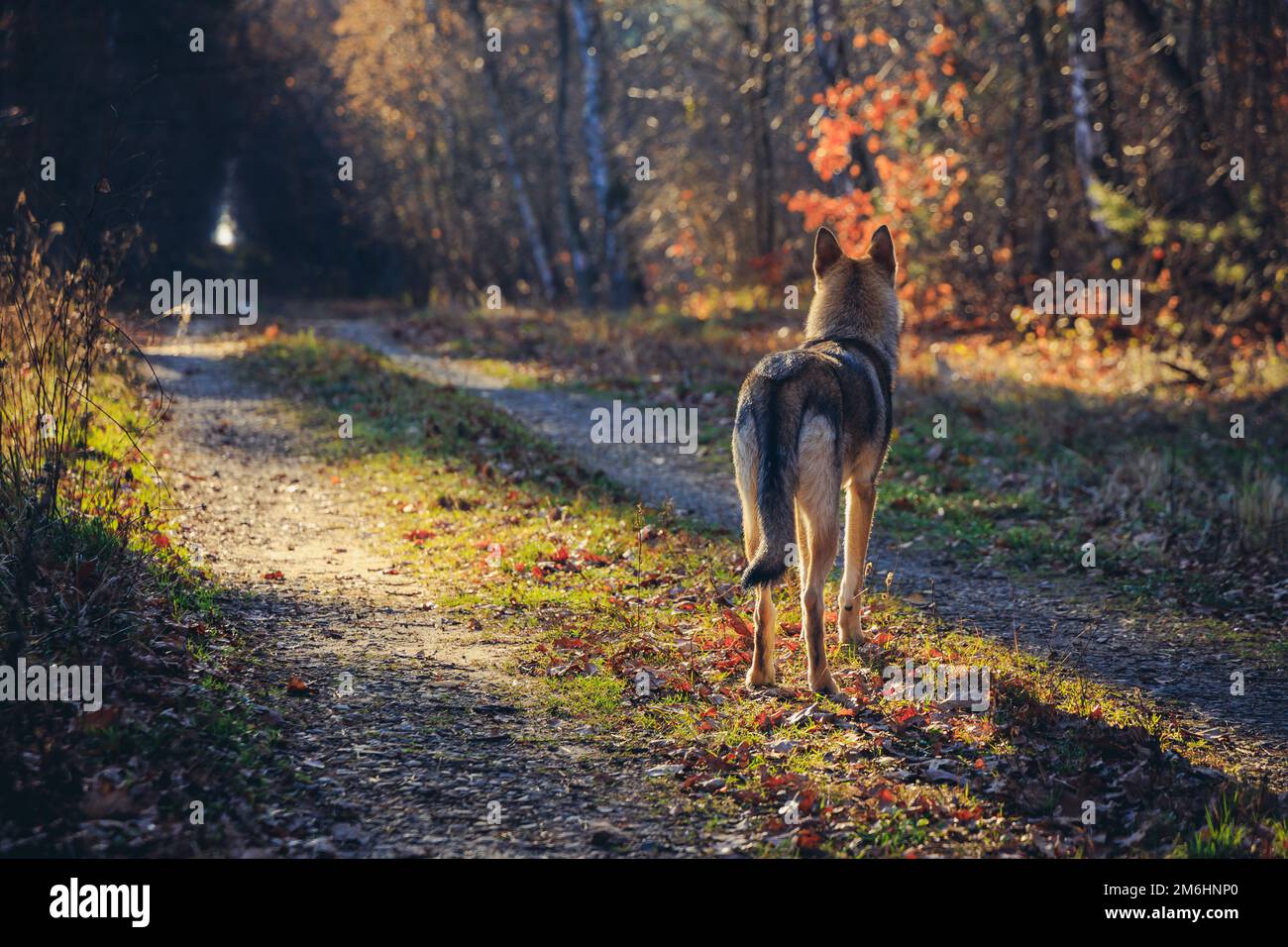 Chien tamasan sur une route forestière pendant l'automne en Pologne Banque D'Images