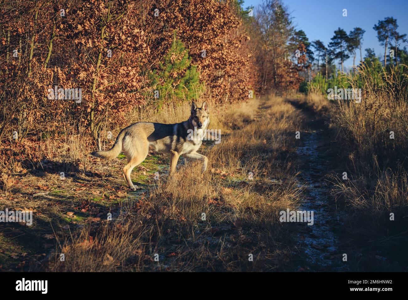 Chien tamasan sur un chemin forestier pendant l'automne en Pologne Banque D'Images