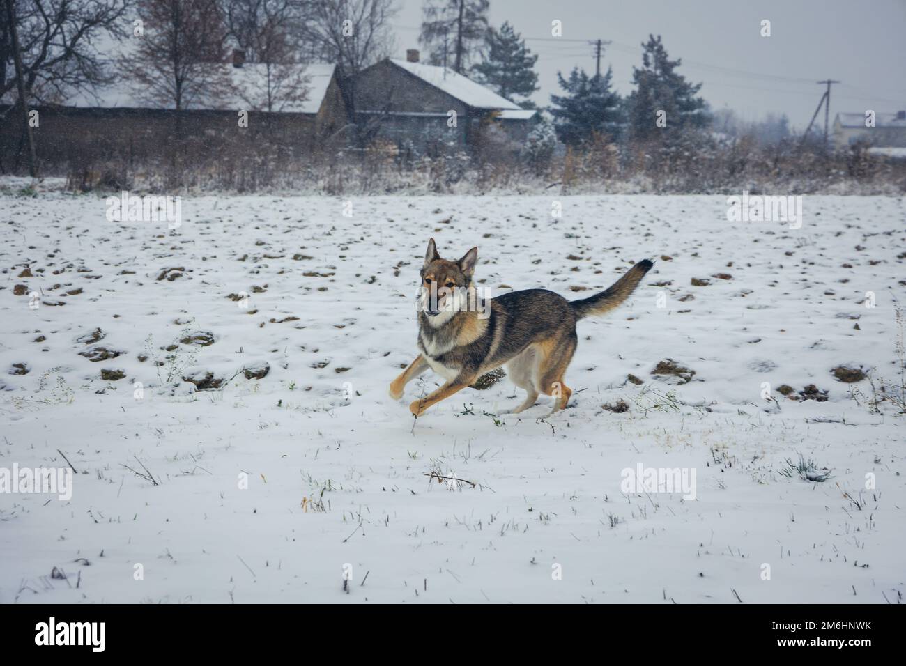 Le chien Tamaskan court pendant l'hiver en Pologne Banque D'Images