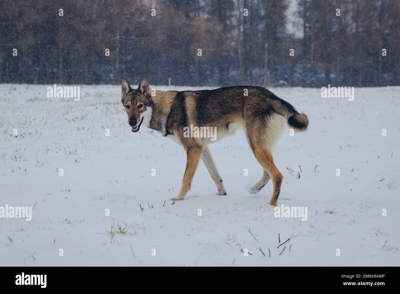 Un chien Tamaskan marchant sur la neige pendant l'hiver en Pologne Banque D'Images