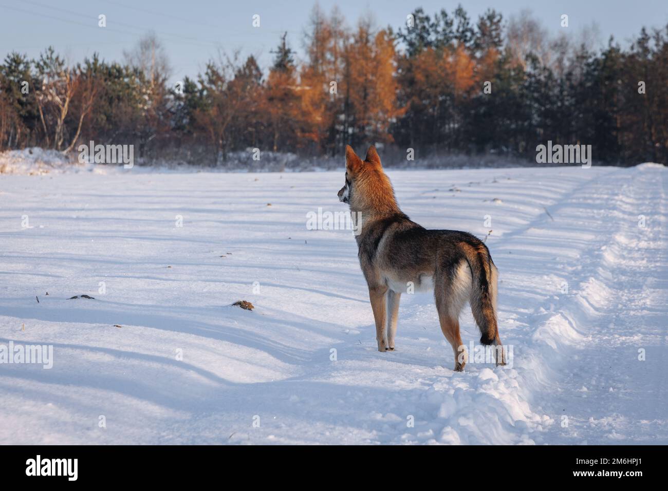 Le chien Tamaskan sur un pré couvert de neige en Pologne Banque D'Images