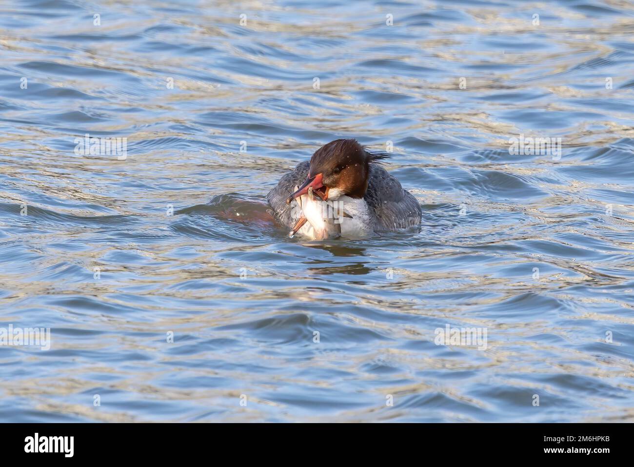 Le merganser commun (Amérique du Nord) ou la goosandre commune (Eurasie) (Mergus merganser). Banque D'Images