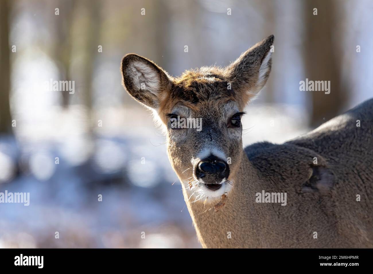 Le cerf de Virginie (Odocoileus virginianus) Banque D'Images
