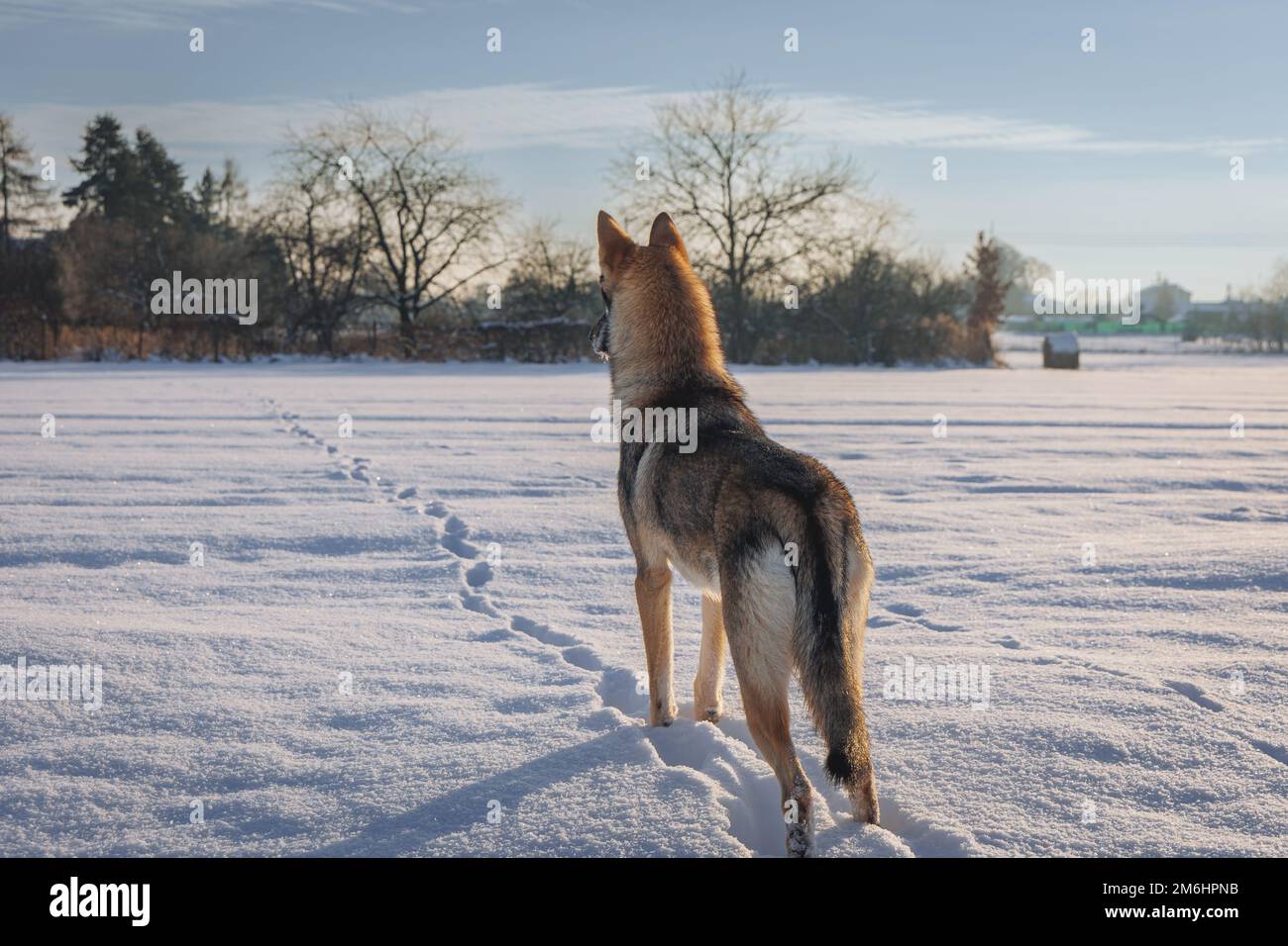 Le chien Tamaskan sur un pré couvert de neige en Pologne Banque D'Images