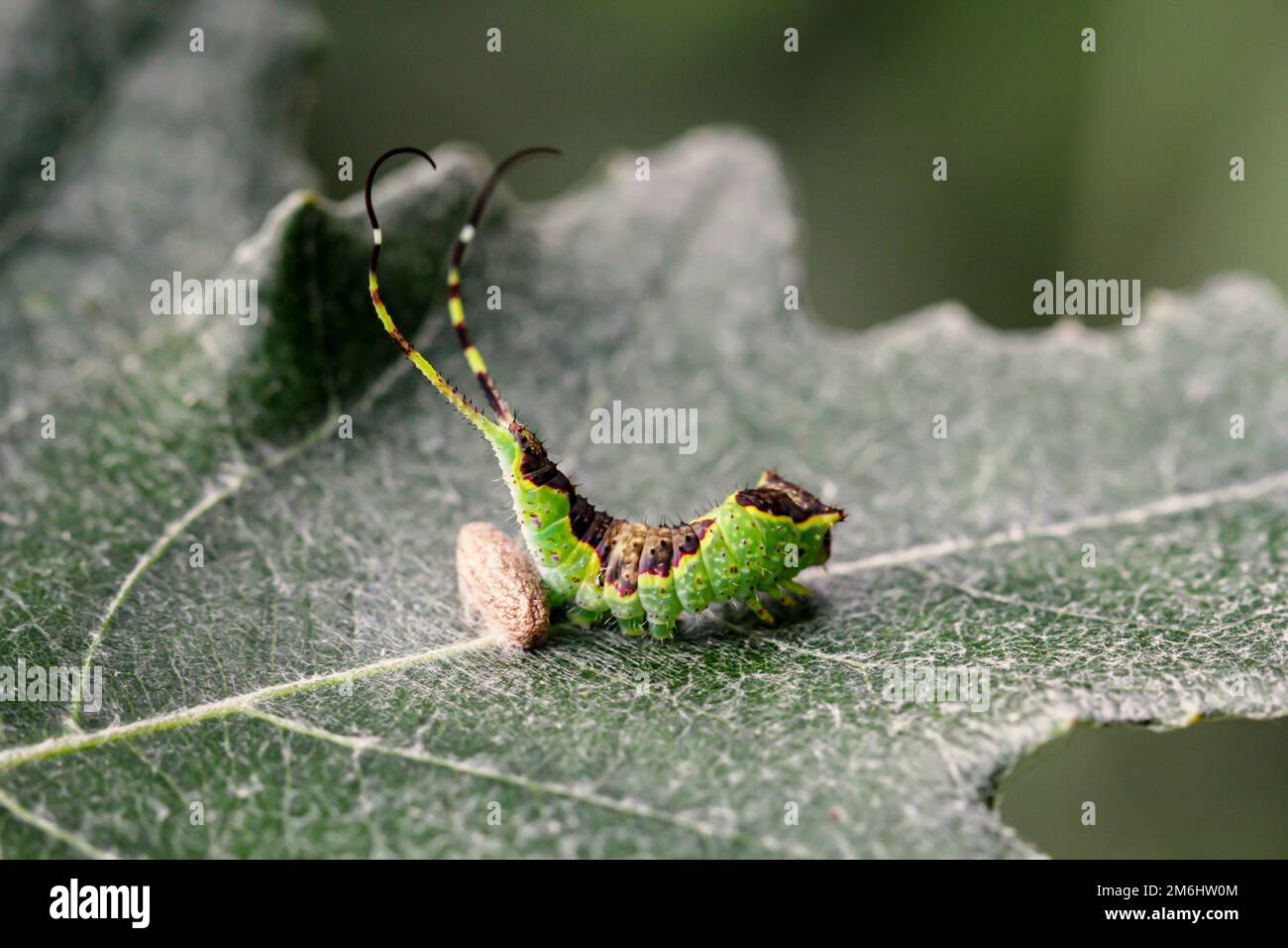 Une chenille bien camouflée de couleur verte brune avec deux queues sur une feuille. Banque D'Images