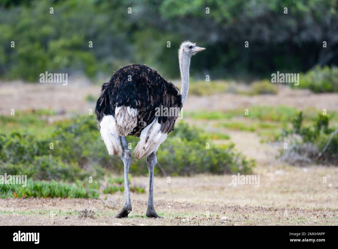 Un mâle sauvage de l'autruche commune (Struthio camelus) qui fourragent sur le sol. Cap occidental, Afrique du Sud. Banque D'Images