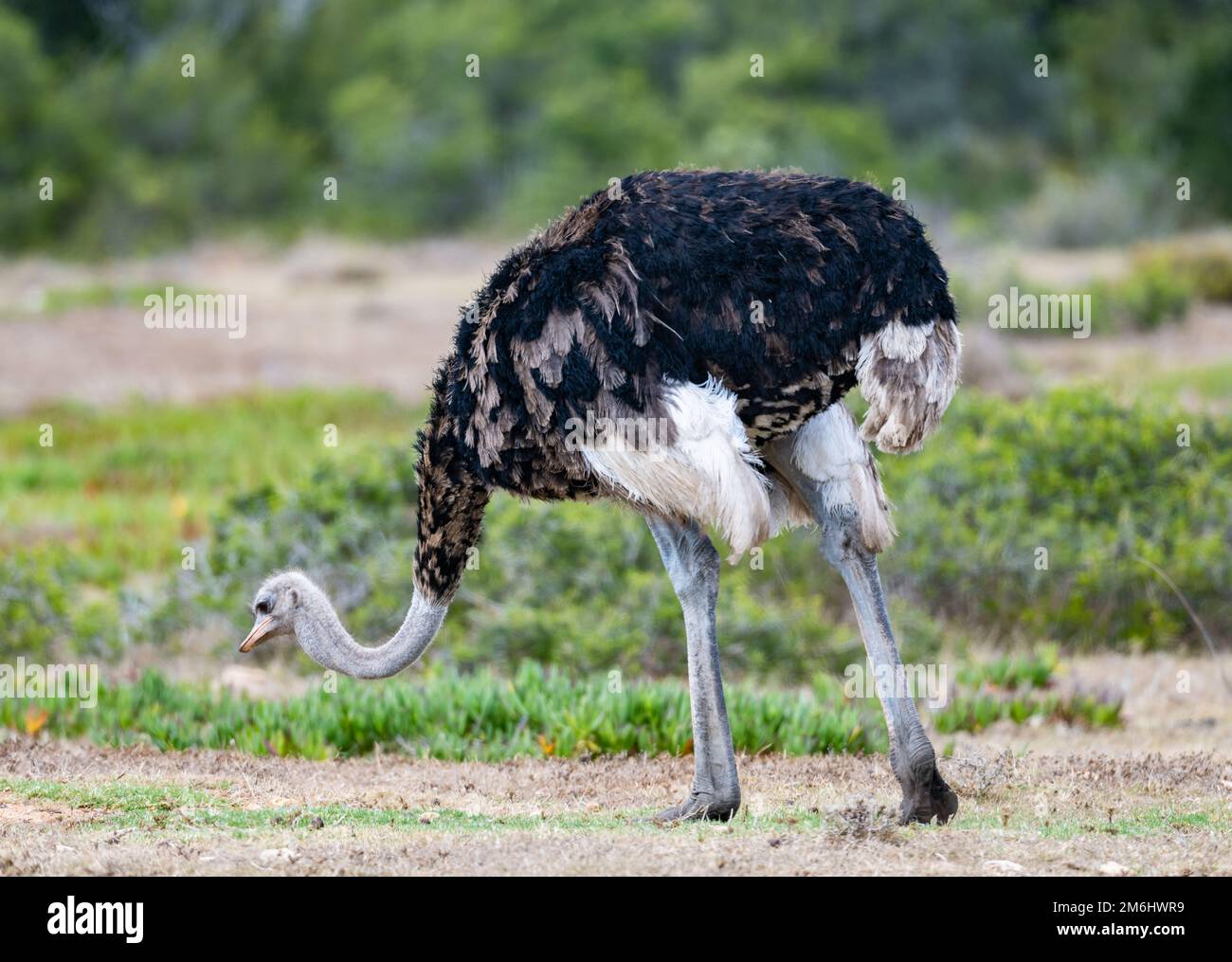 Un mâle sauvage de l'autruche commune (Struthio camelus) qui fourragent sur le sol. Cap occidental, Afrique du Sud. Banque D'Images