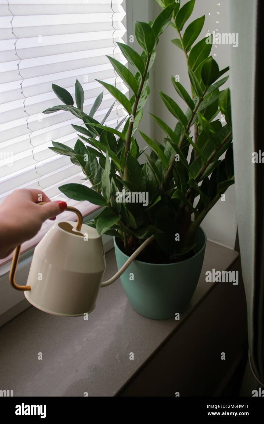 Gros plan de la main de femme arroser une plante de Zamioculcas dans un pot sur le seuil de la fenêtre Banque D'Images