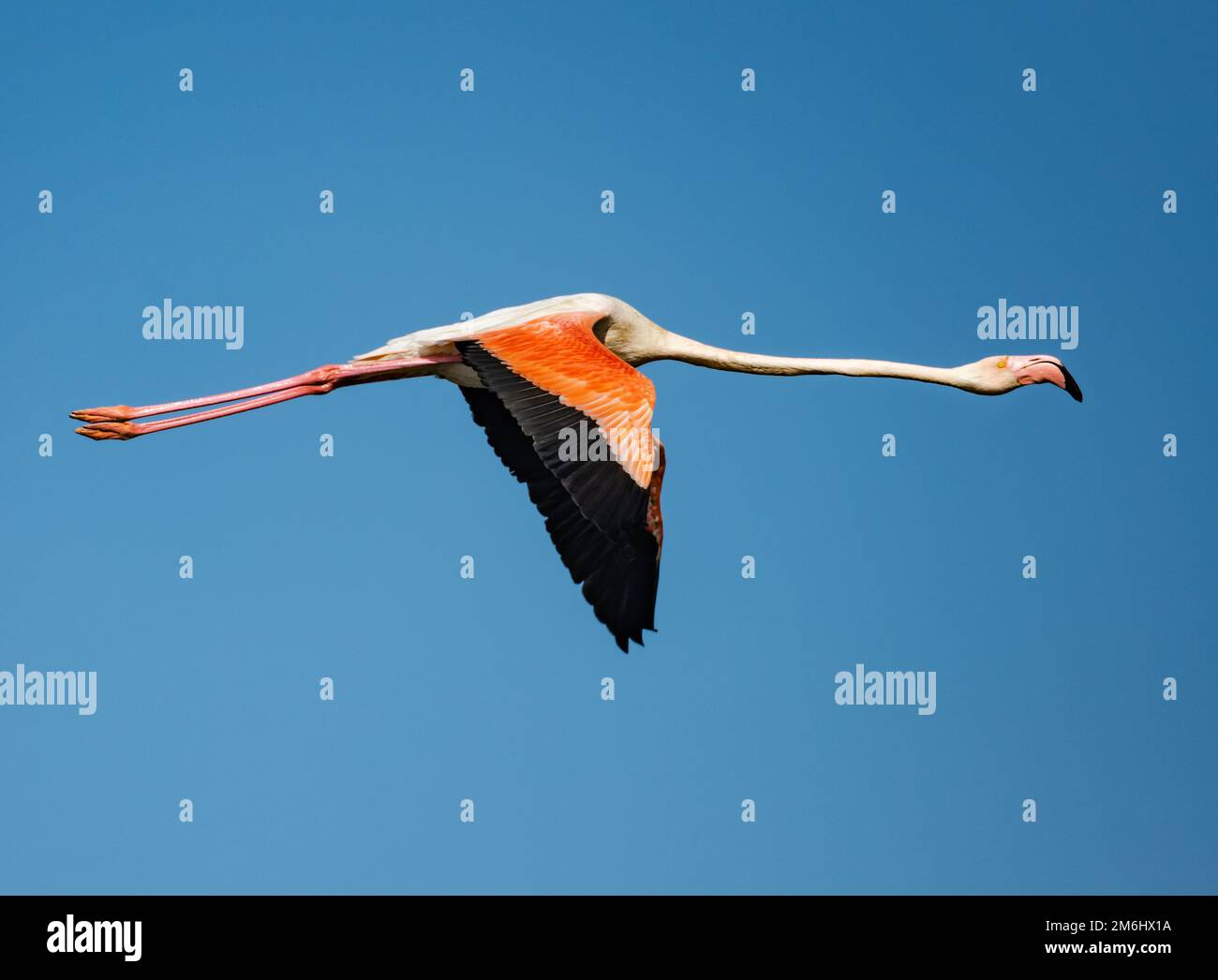 Un grand Flamingo (Phoenicopterus roseus) volant dans le ciel bleu. Cap occidental, Afrique du Sud. Banque D'Images