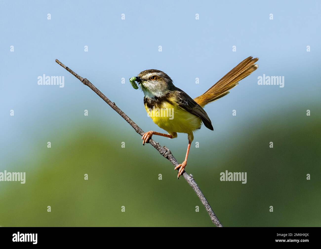 Une Prinia à chonté noir (Prinia flavcanes) avec une prise de caterpillar. Cap occidental, Afrique du Sud. Banque D'Images