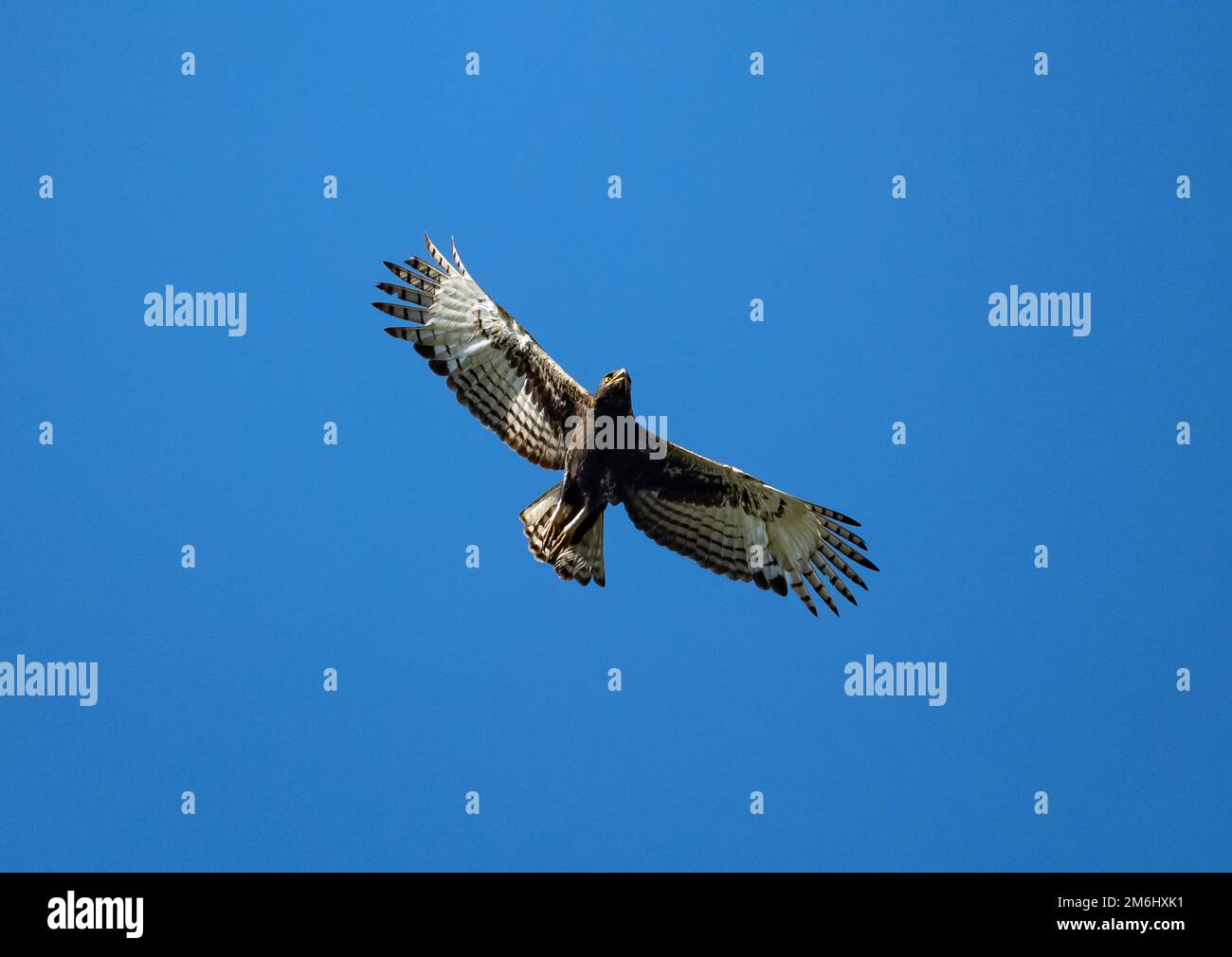 Un aigle à crête longue (Lopheetus occipitalis) volant dans un ciel bleu. Cap occidental, Afrique du Sud. Banque D'Images