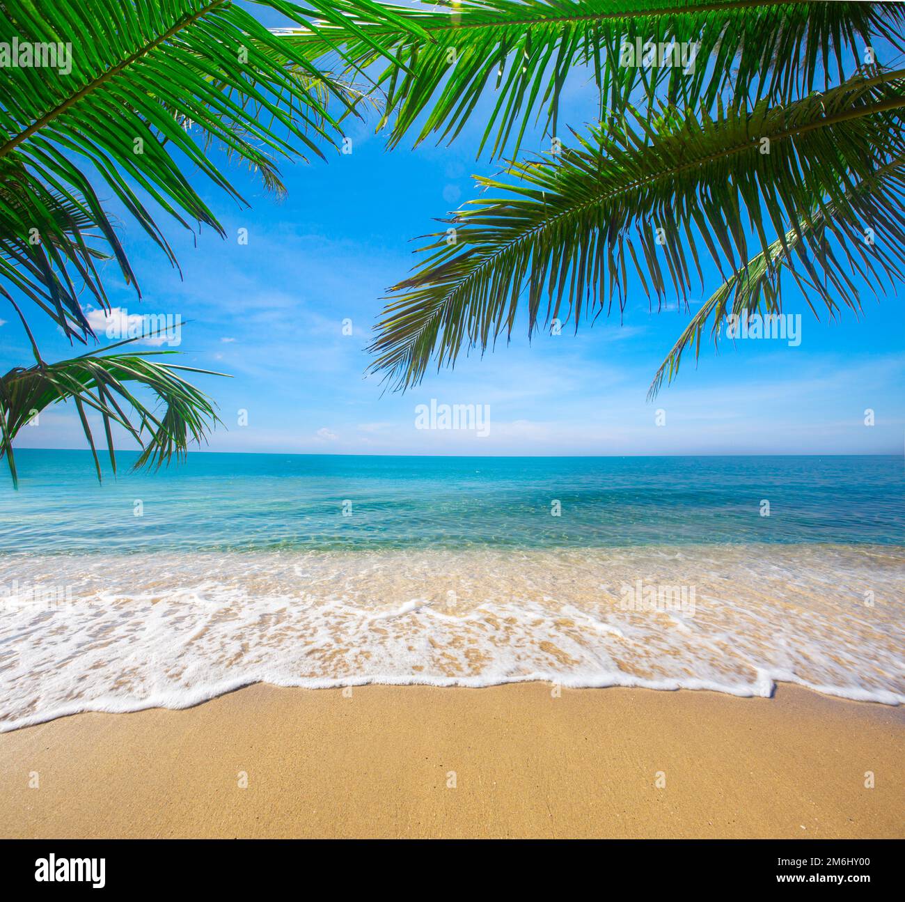 Plage tropicale avec cocotier Banque D'Images