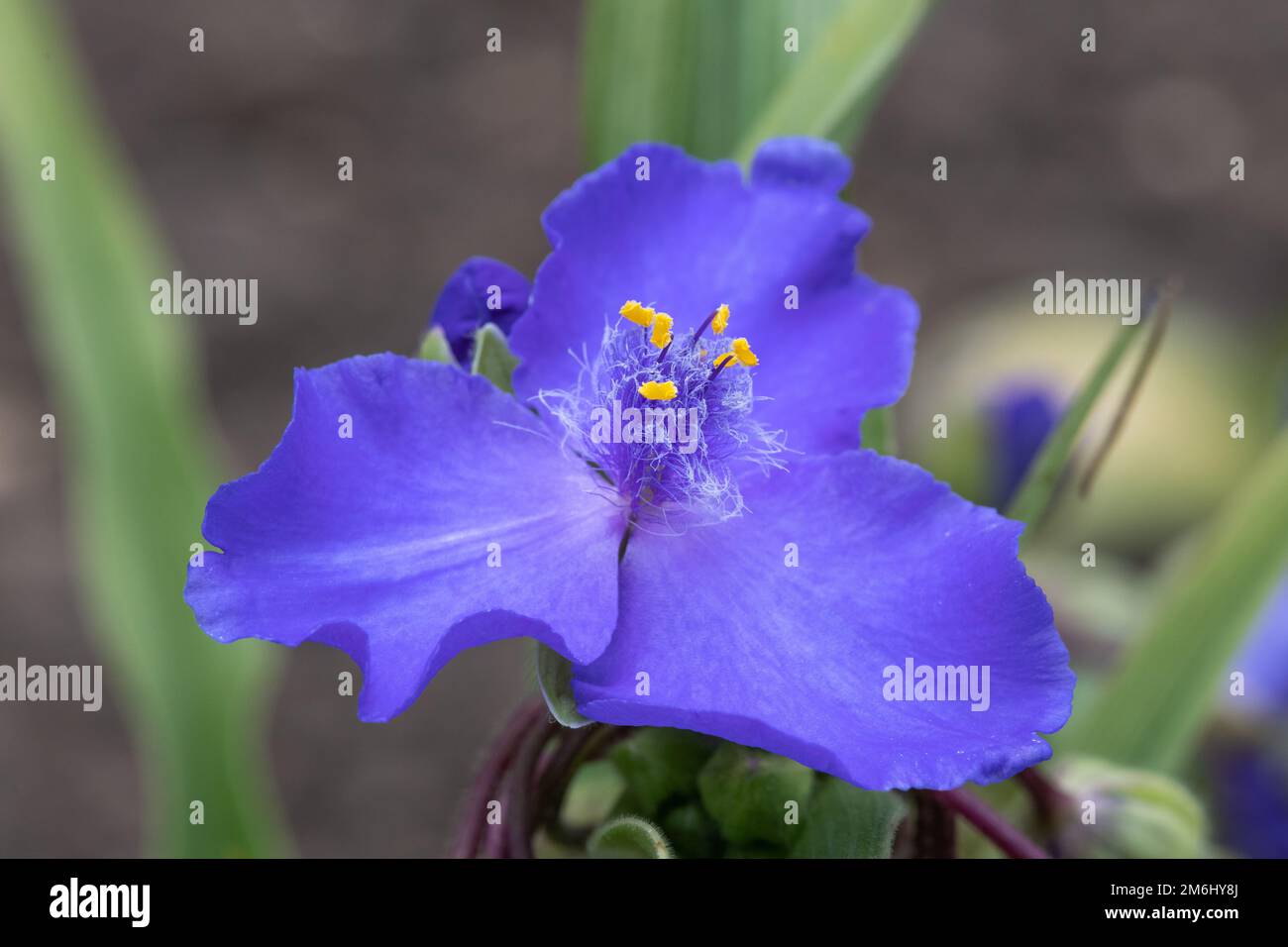Tradescantia bracteata Banque de photographies et d’images à haute ...