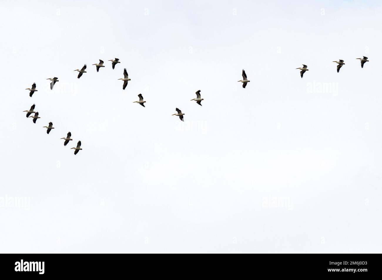 Pelicans blancs américains (Pelecanus erythrorhynchos) en vol au-dessus de fort Gibson, Oklahoma. (ÉTATS-UNIS) Banque D'Images