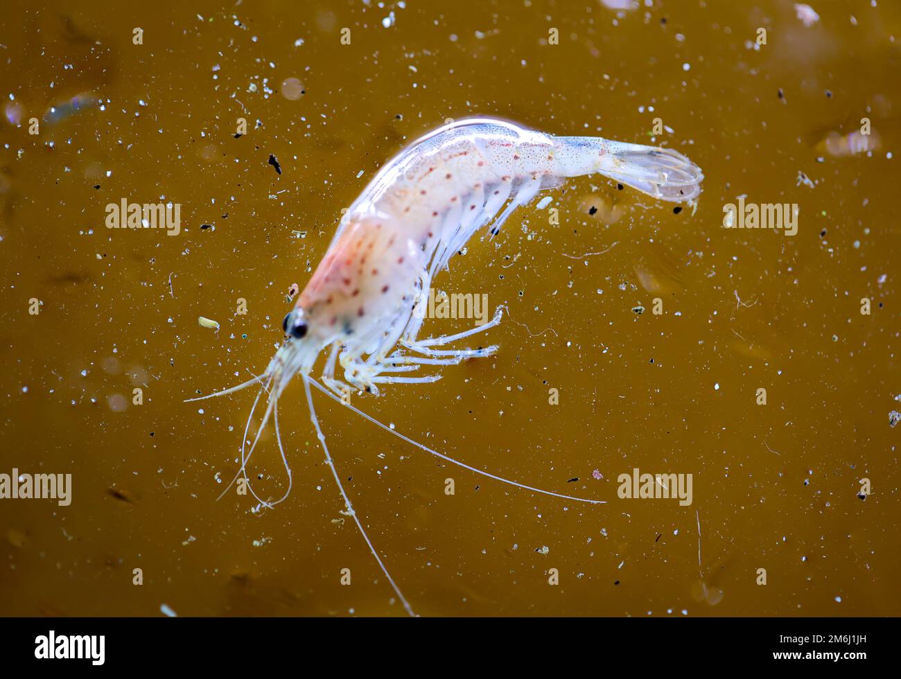 Gros plan d'une crevette Amano dans un aquarium. Banque D'Images