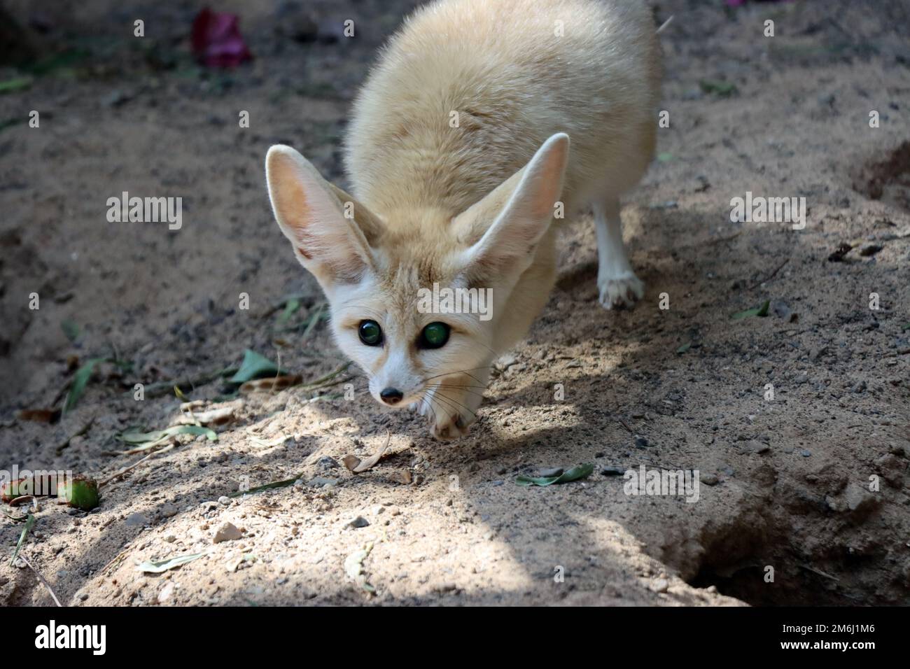 Fennek ou renard du désert (Vulpes zerda) dans le parc Oasis Banque D'Images