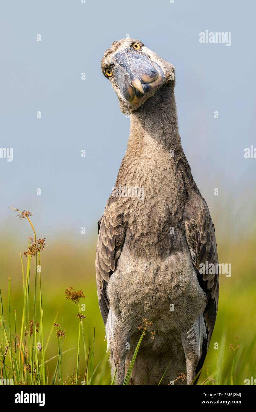 Shoebill photographié dans les zones humides de Mabamba, au bord du lac Victoria, près d'Entebbe, en Ouganda. Banque D'Images