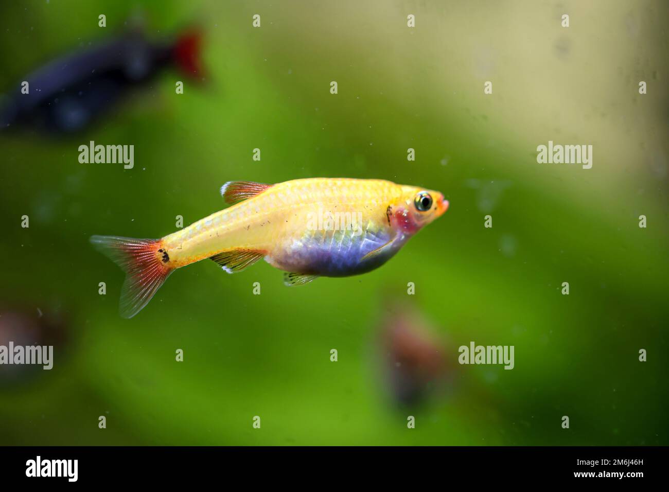 Portrait, gros plan d'une tétra, d'une barbe ou d'un danio dans un aquarium. Banque D'Images