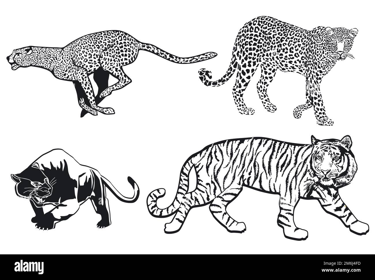 Tiger Leopard Panther Cheetah, isolé sur fond blanc. illustration Banque D'Images