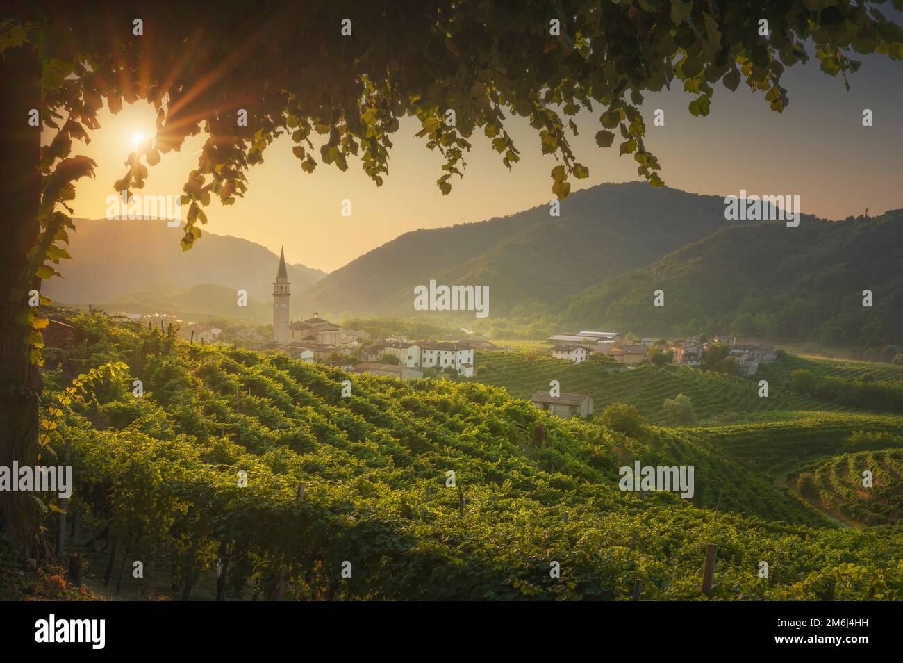 Collines de Prosecco, vignobles, un arbre et village de Guia à l'aube. Site de l'UNESCO. Valdobbiadene, Trévise, Vénétie, Italie, Europe. Banque D'Images