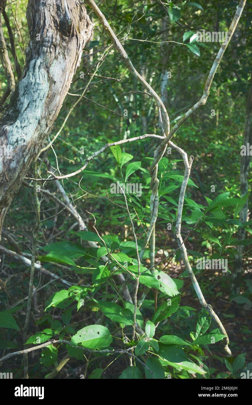 Forêt tropicale de la jungle dans la péninsule du Yucatan, sélective, Mexique. Banque D'Images