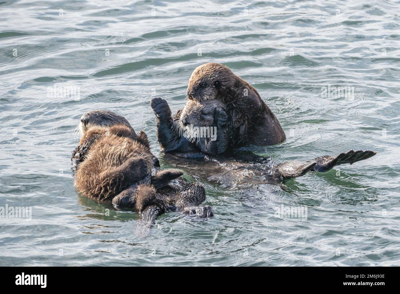 Mère de loutre de mer avec un jeune enfant Banque D'Images