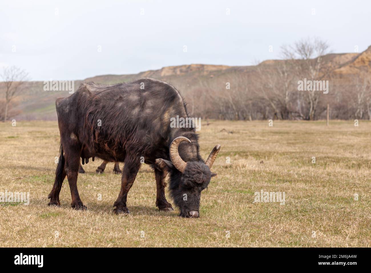 Les vaches noires avec cornes se broutent sur un pré vert dans une région montagneuse. Banque D'Images