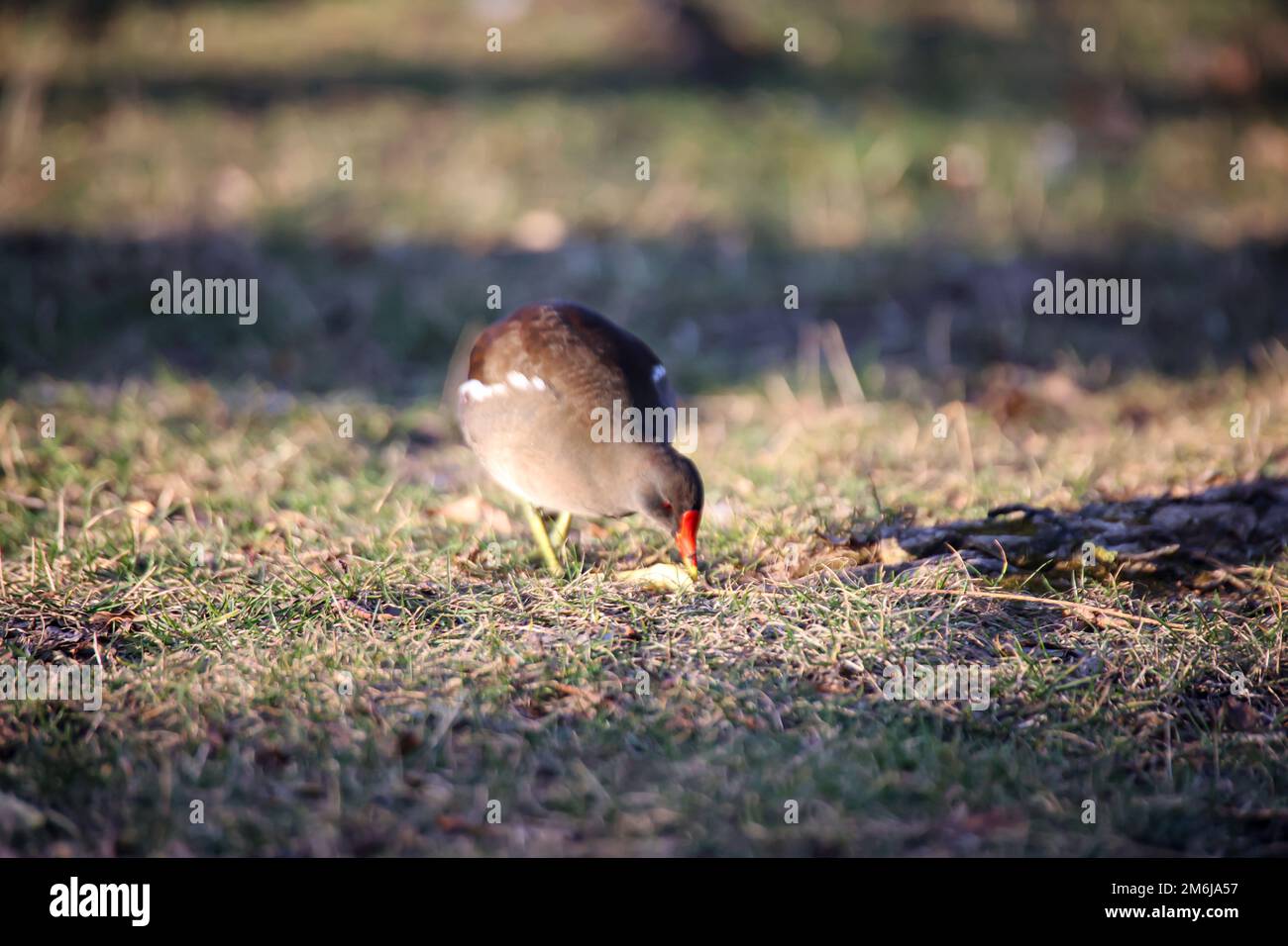 Un rail d'étang, une poule d'étang sur le bord d'un étang. Banque D'Images