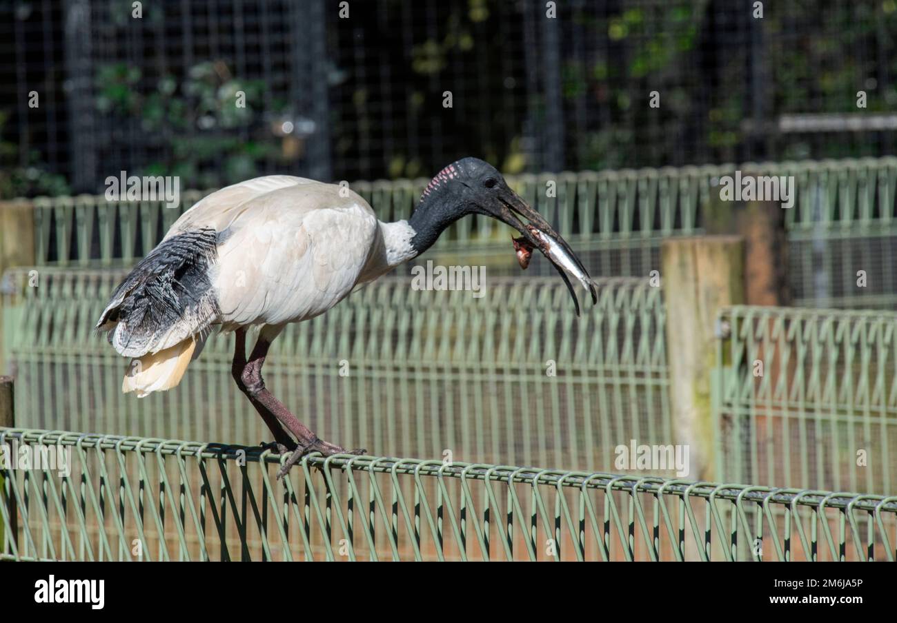 Ibis blanc australien (Threskiornis molucca) Banque D'Images